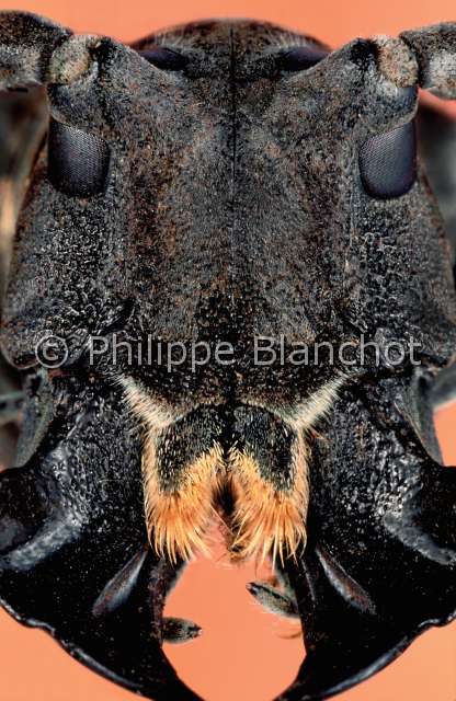 Stellognatha maculata.JPG - Stellognatha maculata (Portrait)LongicorneLong horned beetleColeopteraCerambycidaeMadagascar
